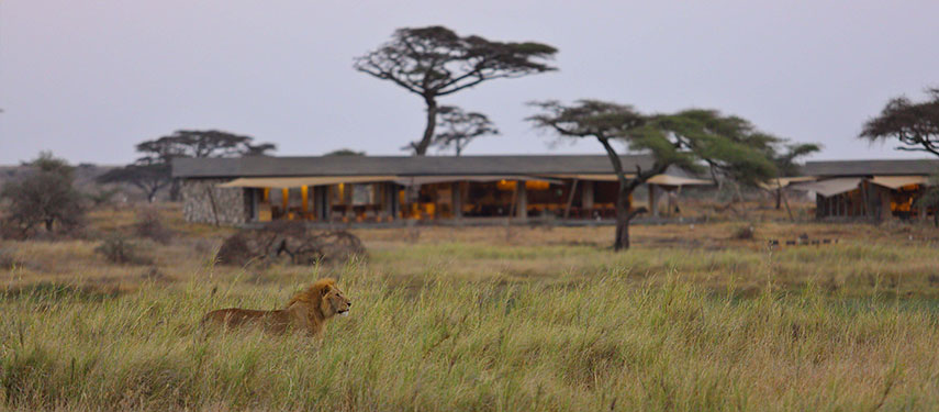 A wide-angle view of Namiri Plains safari camp in Tanzania with a lion in the foreground