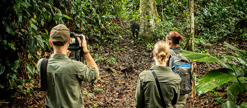 Trek in search of western lowland gorillas at Ngaga Camp