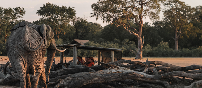 Guests watch a close-up elephant encounter from a low log-pile hide in the bush.