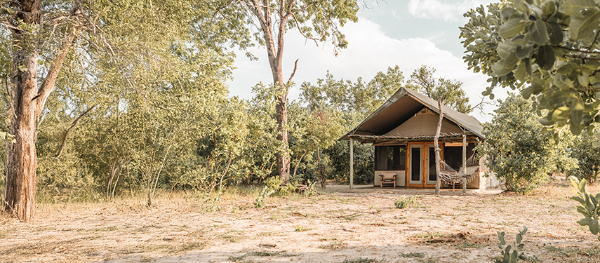 Exterior of a private tented suite surrounded by trees, featuring a shaded hammock and chairs.