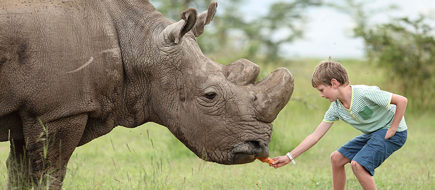 The biggest Rhino conservation efforts in all of Africa come from Ol Pejeta Bush Camp