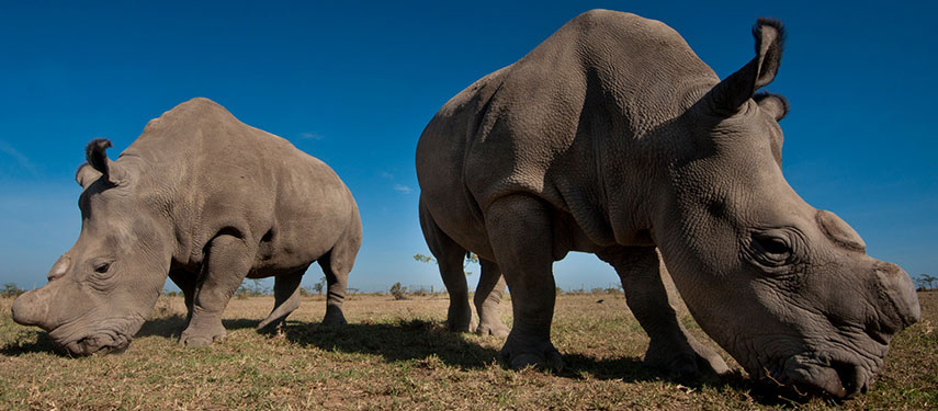 Visit the last female northern white rhinos on the planet when staying at Ol Pejeta