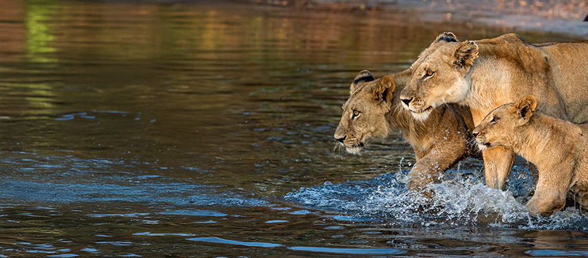 Family of lions walk through the floodwaters of the Okavango Delta