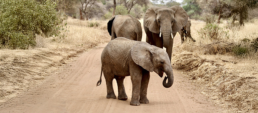 Tarangire elephants