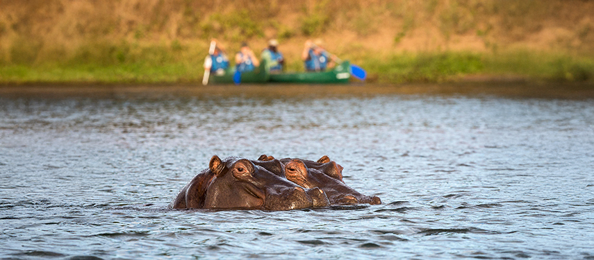 Hippos partially submerged in the Zambezi River with guests canoeing in the background