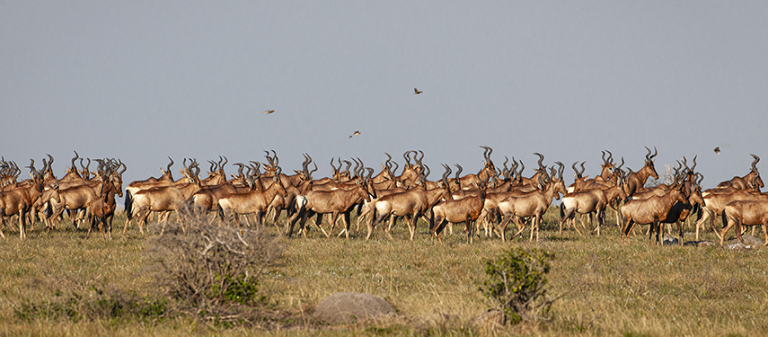 Herd of blesbok antelope grazing in the open grasslands near Gwegwe Beach Lodge.