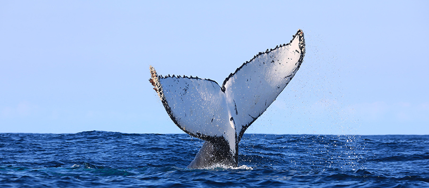Whale tail breaching the ocean surface during a marine wildlife encounter.