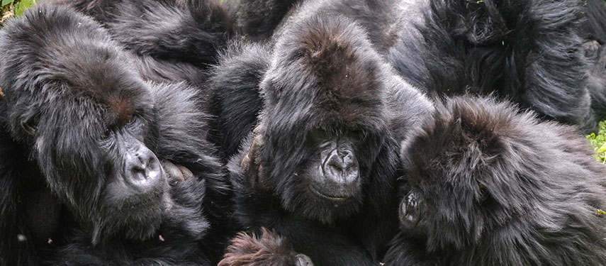 A group of mountain gorillas in Vlcanoes National Park, Rwanda