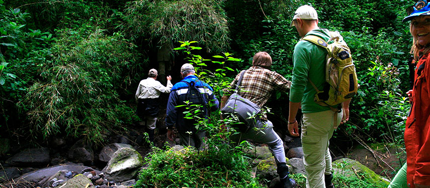 Group of tourists trek for mountain gorillas in Volcanoes National Park, Rwanda.