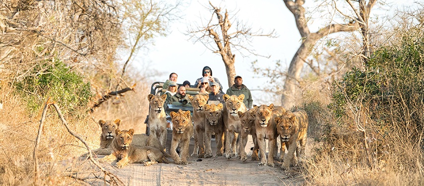 Safari Explorers With Lion Pride Jpg South Africa Kruger National Park