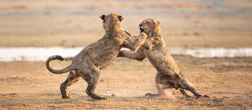 Young lions play-fighting in Moremi Game Reserve, Botswana