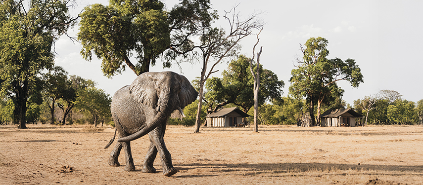 Elephant walking past the canvas guest tents of Davison’s Camp
