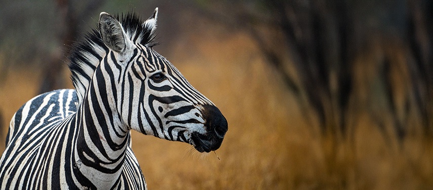 Striped Horse Savanna Jpg South Africa Kruger National Park