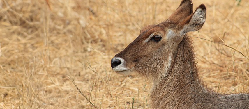 Burunge Tented Lodge waterbuck, Tarangire