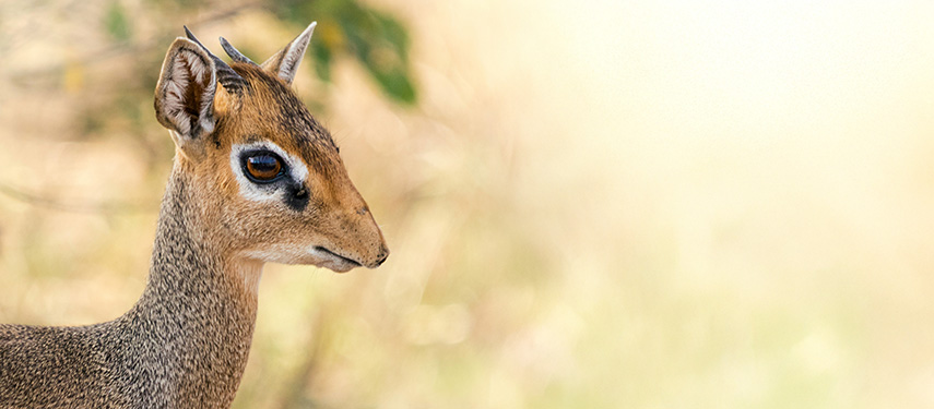 Burunge Tented Lodge dik-dik