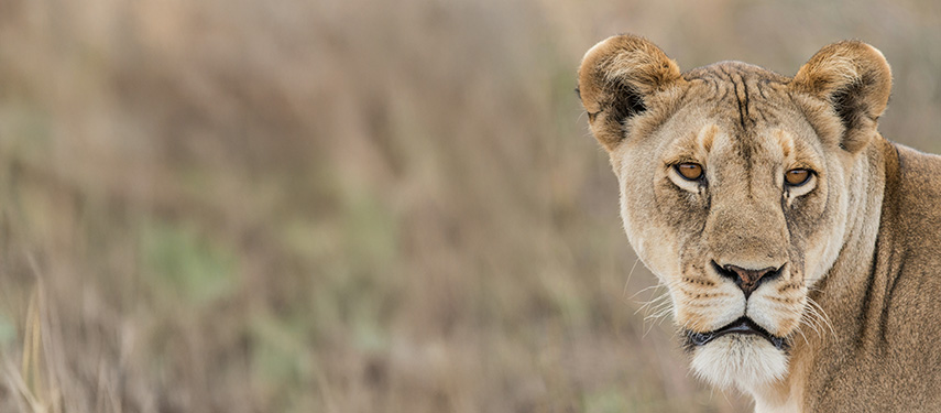 Burunge Tented Lodge, Tarangire National Park lioness 2