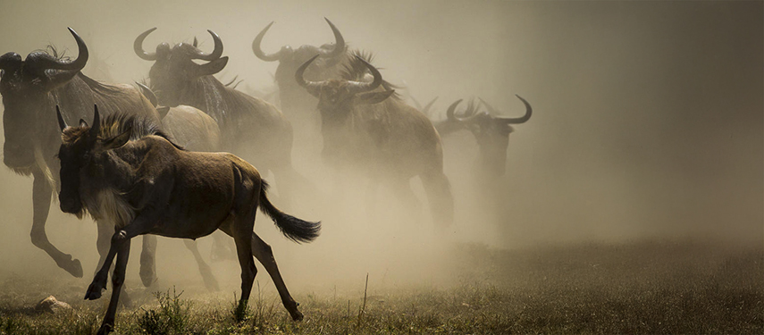 A herd of wildebeest in Tazmania during the GReat Migration