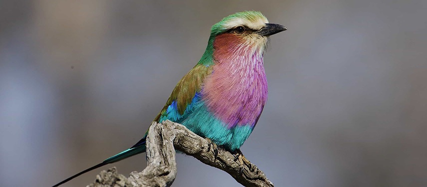 Vibrant Lilac Breasted Roller Bird On Branch Jpg South Africa Kruger National Park