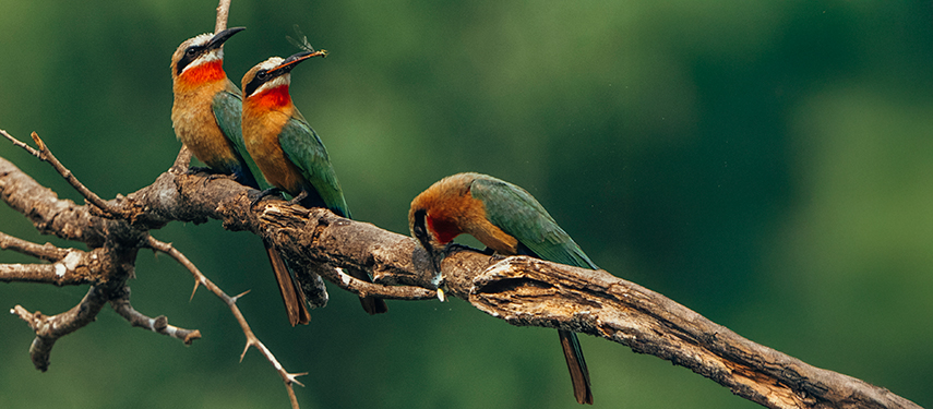 A trio of white-fronted bee-eaters rest on a branch, one holding an insect in its beak.