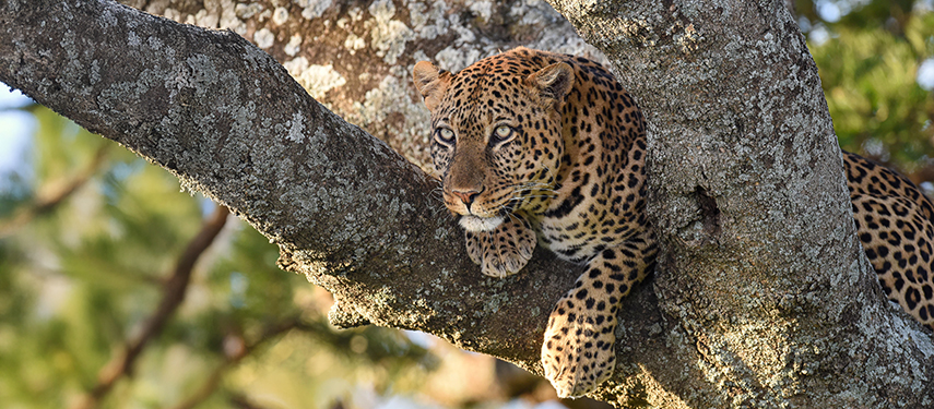 A leopard surveys the Serengeti from a tree