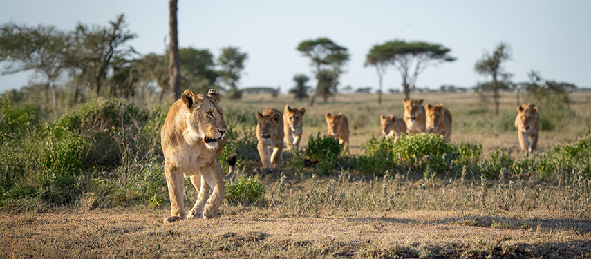 A group of lionesses hunting on the Serengeti