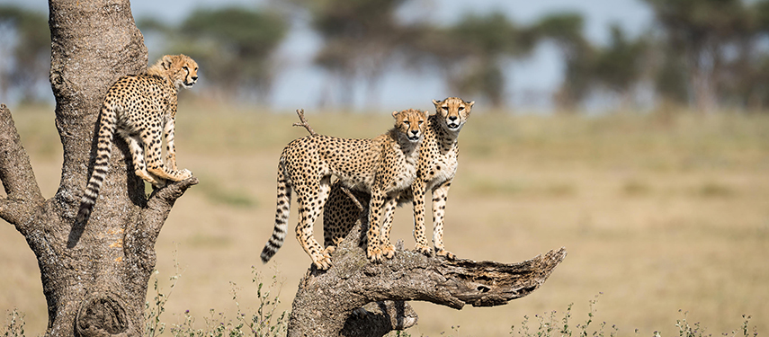 Three cheetah survey the Serengeti from a dead tree