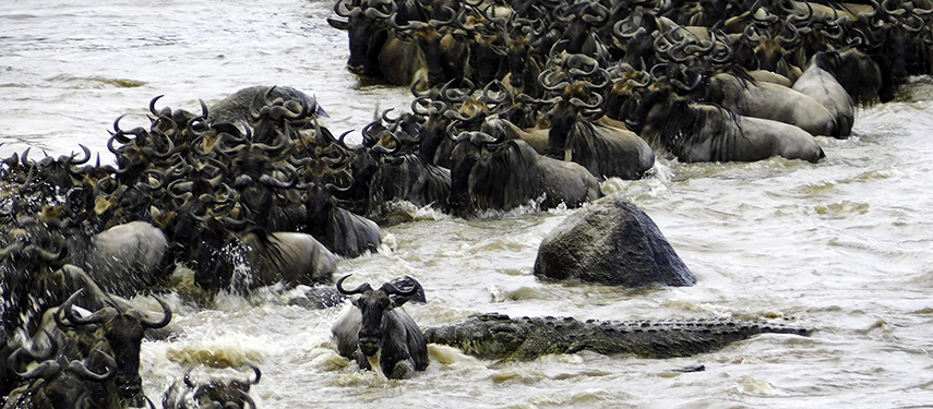 Wildebeest crossing a river in the Serengeti during the Great Migration