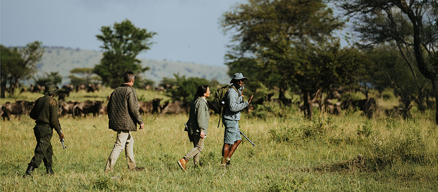 Guests and guides take a walking safari in the Serengeti with wildebeest in the distance