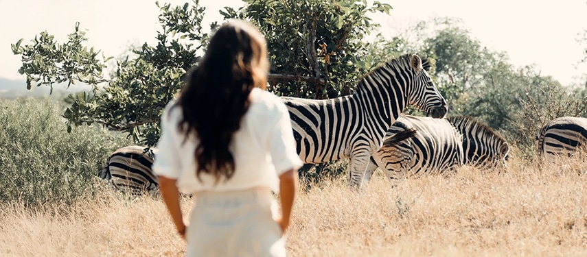 Woman Observing Zebras Safari Grassland South Africa Kruger National Park