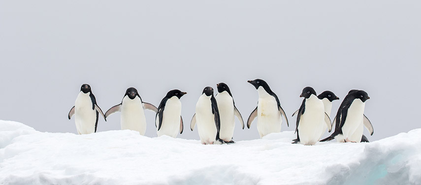 Adélie Penguins, Gourdin Island Antarctica