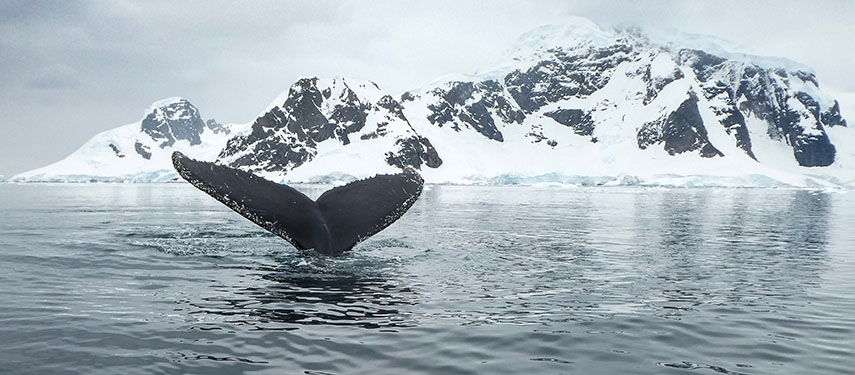 Humpback whale presenting its tail flukes at Anvers Island, Antarctica
