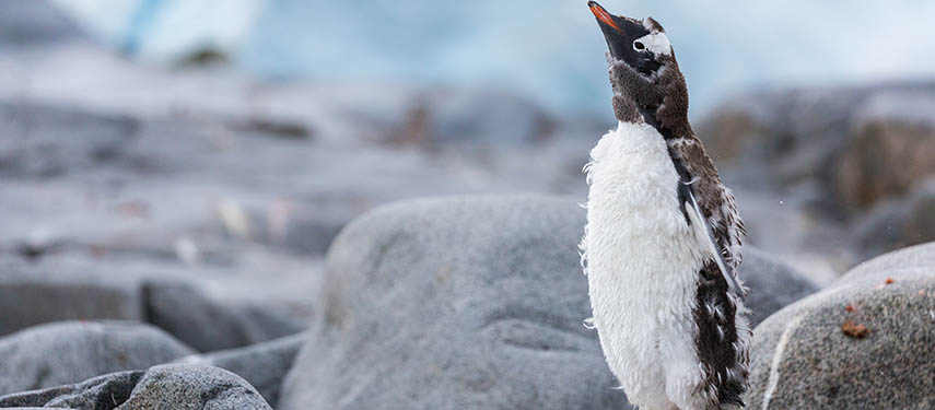 Moulting Gentoo Penguin, Antarctica