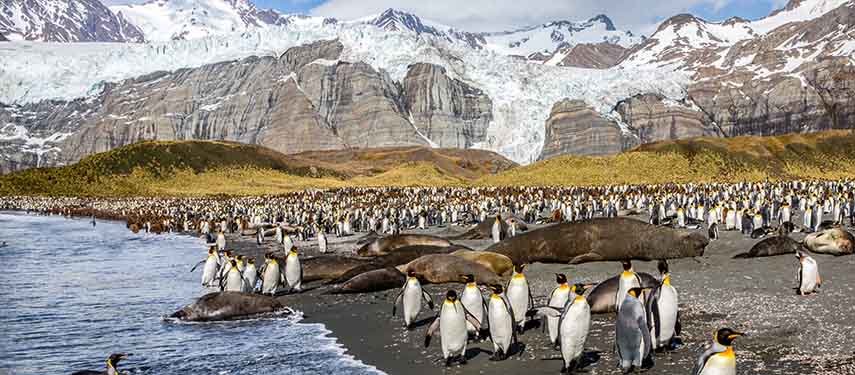 King Penguins In Gold Harbour, South Georgia