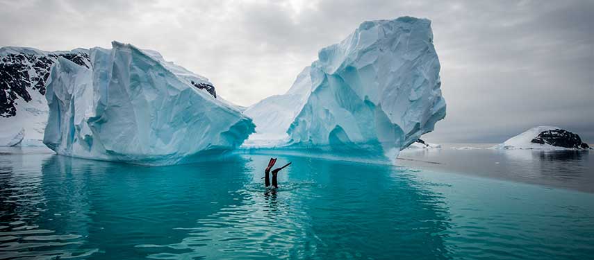 Snorkelling, Danco Island, Antarctica. Diver duck dives below crystal-clear Antarctic water.