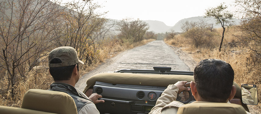Game driving on the lookout for cats at Aman-I-Khas