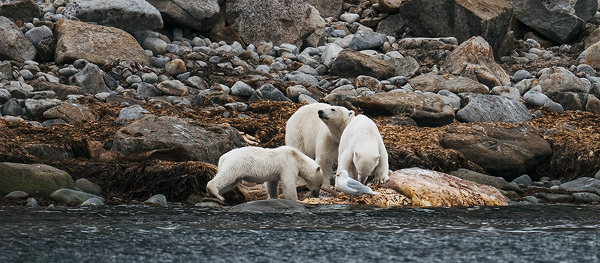 A family of polar bears exploring a rocky Arctic shoreline beside the sea.