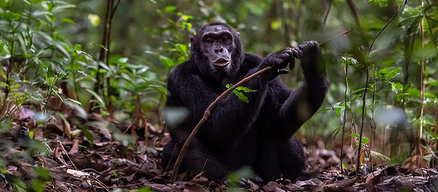 Wild chimpanzee foraging in the dense Kibale Forest during a chimp trekking experience from Primate Lodge, Uganda.