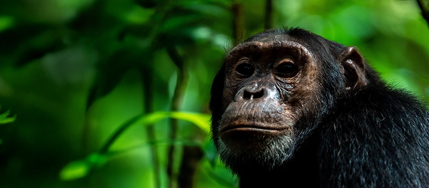 Close-up portrait of a chimpanzee in Kibale Forest, highlighting its expressive eyes and natural habitat near Primate Lodge.