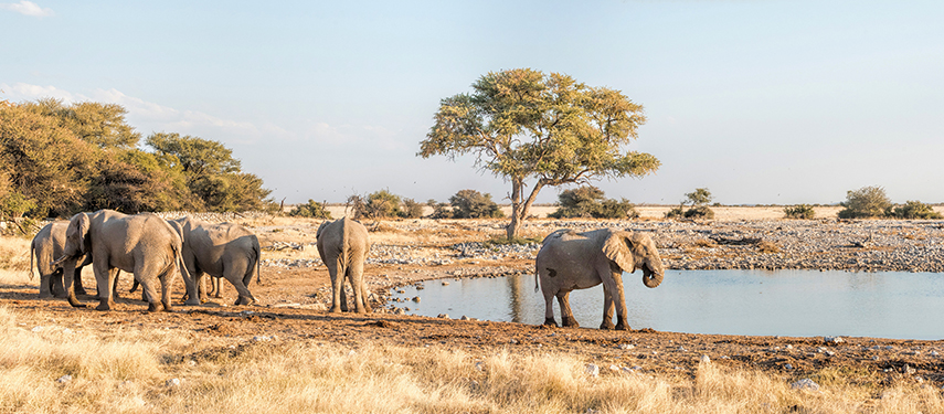 A group of elephants drinking at a waterhole surrounded by golden grass and sparse trees.