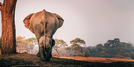 A mother and baby elephant walk into the sunset across the dry riverside in Botswana's Moremi Game Reserve.