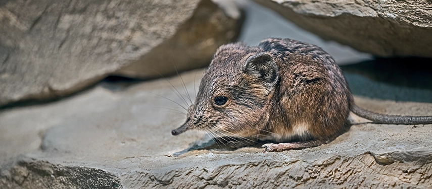 Close-up of an elephant shrew sitting among stone crevices with fine detail of its whiskers and fur. 