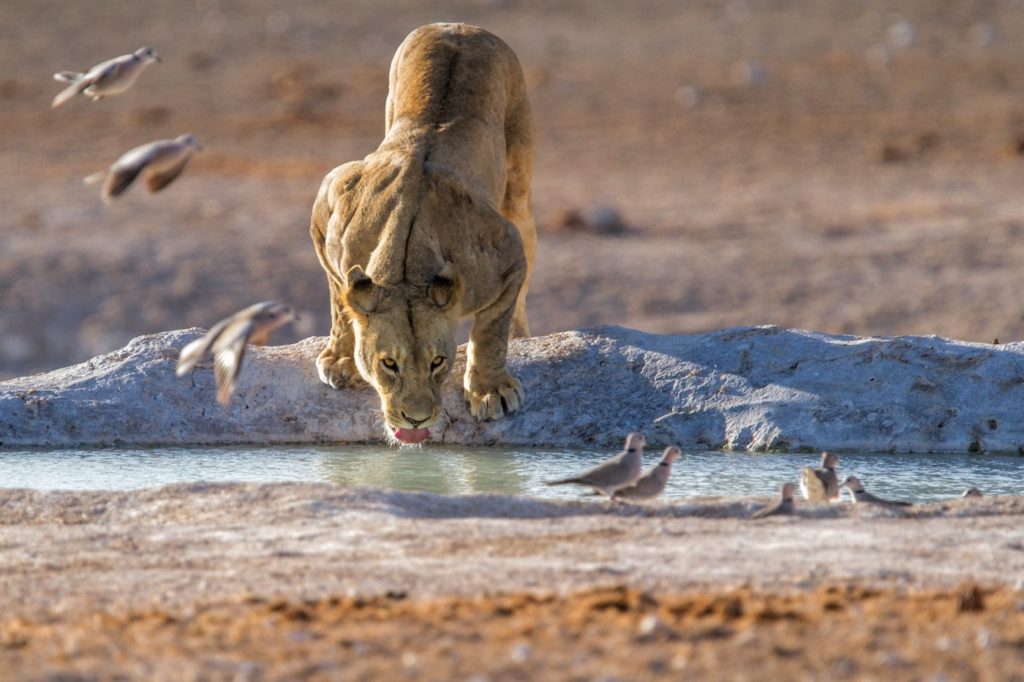 Lioness Drinking In A Waterhole In Etosha National Park In Namibia
