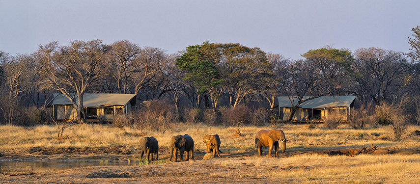Group of elephants gather at a waterhole near Verney’s Camp’s tented suites at dusk.