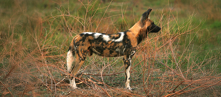 A painted wolf stands alert in tall grass, its mottled coat blending with the dry vegetation.