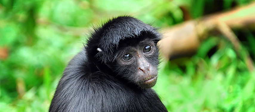 A black spider monkey gazing curiously amid vibrant greenery in the Peruvian Amazon rainforest.