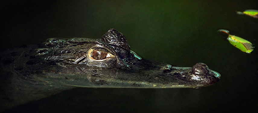 Close-up of a caiman’s head emerging from dark Amazon waters, its golden eye glinting in the light.
