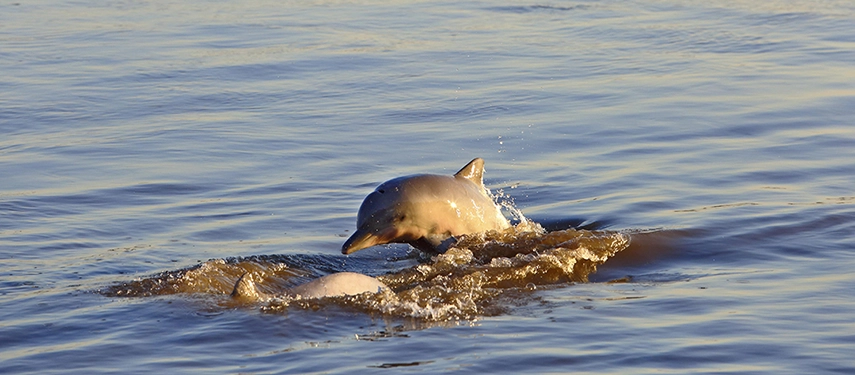A pair of pink river dolphins surfacing playfully in the calm golden waters of the Peruvian Amazon.