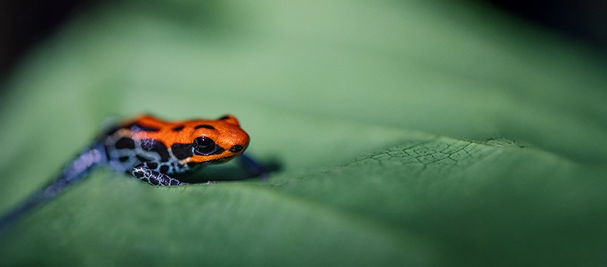 A close-up of a small orange and black poison dart frog poised on a dew-covered tropical leaf.