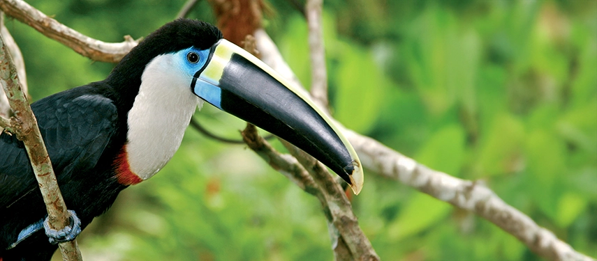 A colourful white-throated toucan perched on a branch, its striking beak vivid against the jungle backdrop.