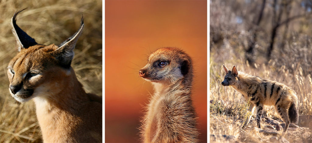 Less familiar animals seen on South African safaris include caracal, meerkats, and aardwolf.